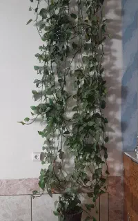 گل پتوس طبیعی