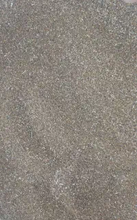 بذر شبدر