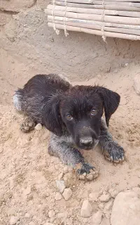 توله شکاری