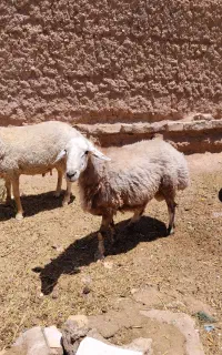 دوتا قوچ تخمی برای نگه داشتن