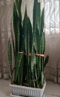 گل سانسوریا