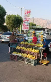 موز اکوادوری