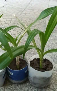 گل سوسن عنکبوتی