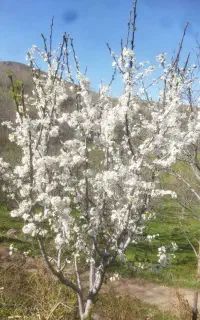 علف چینی