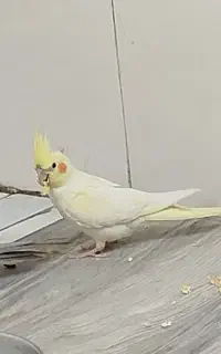 گم شده عروس هلندی نر
