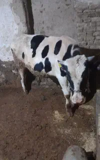 گوساله هلشتاین نر پای پروار