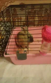 موش و خرگوش