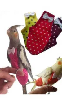 لباس و پوشک عروس هلندی و طوطی سانان