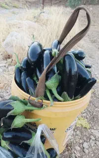 فروش بادنجان ارگانیک