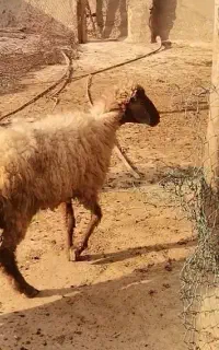 میش دوقلو زا