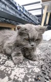 واگزاری رایگان گربه ماده اسکاتیش ۲ ساله