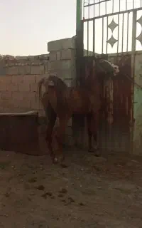 اسب نریان کره سه سال بشتاب که قیمت مناسبه