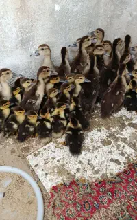 بچه آوردک اسراییلی