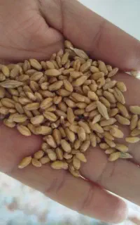 گندم تازه مال امسال