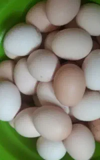 تخم‌مرغ محلی