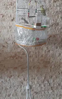 پرنده