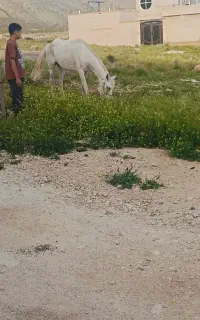 اسب مادیون