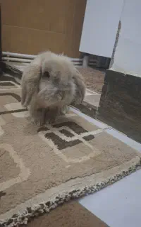 خرگوش نر  لوپه اصیل