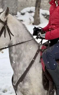 یک راس اسب نیله سالم و پر انرژی