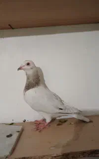 کبوتر صید