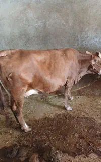 گاو آبستن