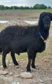 قوچ اصل