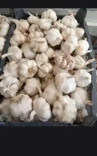 سیر خشک زیر قیمت
