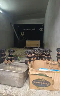 روتوایلر پوزه دلقکی
