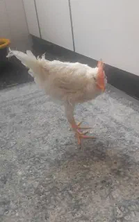 مرغ فروشی