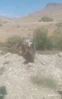 بزغاله