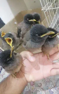 جوجه مینا