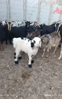 قصابی و دامداری بهمن پور عرضه گوشت کهره بره گوشتی