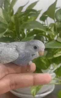 جوجه مرغ عشق