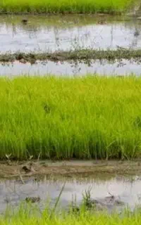 بذر شالی