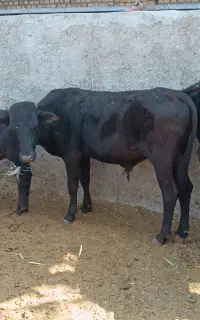 گوساله لاغر‌دشتی‌دورگ میاندوآب