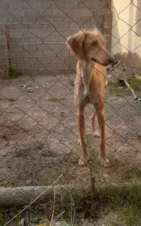 سگ تازی شکاری نژاد اصل سالوکی