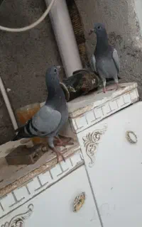 جوجه پلاکی مسافتی