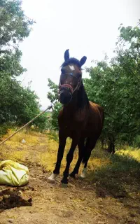 اسب