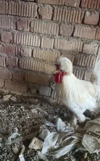 فروش مرغ