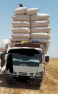 کاه  به شرط کیسه شده تحویلی