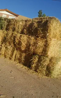 گیاه باغ فروشی