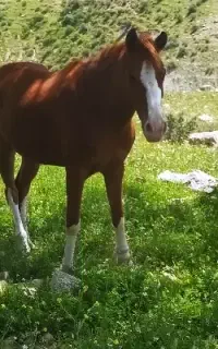 فروش مادیان نژاد ترک