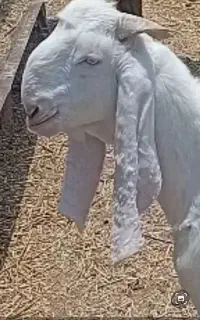 فروش نری گلابی