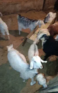 معاوضه بزغاله با جو