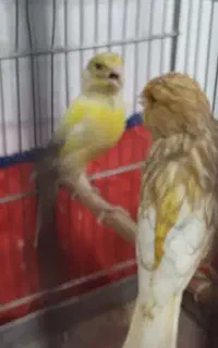 قناری جفت معاوضه با جوجه سهره