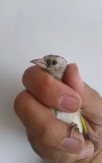 جوجه سهره
