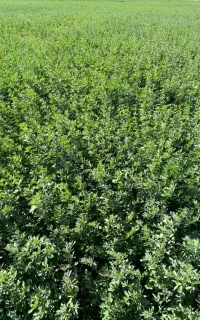 بیده بردسیر