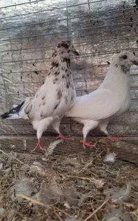 یه جفت کفتر بلند پرواز دهن خورده