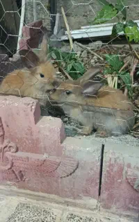 خرگوش