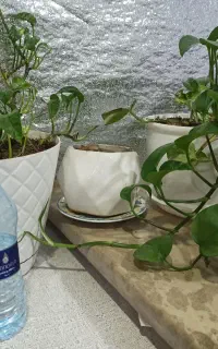 گلدان  ۱۲ عدد و جاشمعی زیبا